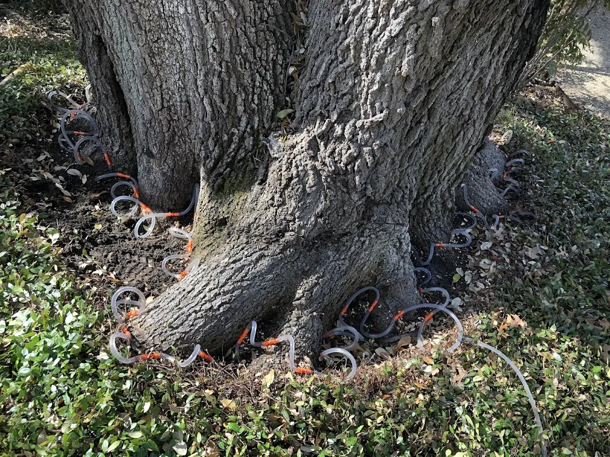 Detailed Tree Cabling and Bracing job site in Mount Braddock